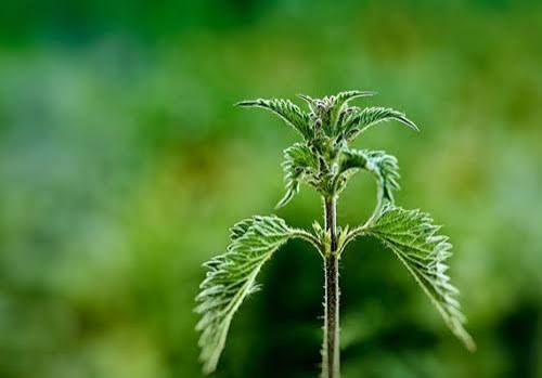 تصویر 1 از خرید عصاره خوراکی گزنه + قیمت رقابتی